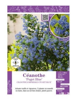CEANOTHUS IMPRESSUS PUGET BLUE voir CÉANOTHE