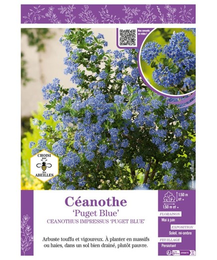 CEANOTHUS IMPRESSUS PUGET BLUE voir CÉANOTHE