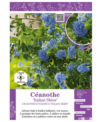 CEANOTHUS FOLIOSUS ITALIAN SKIES voir CÉANOTHE