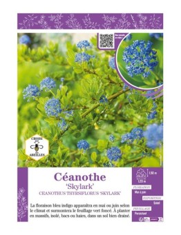 CEANOTHUS THYRSIFLORUS SKYLARK voir CÉANOTHE