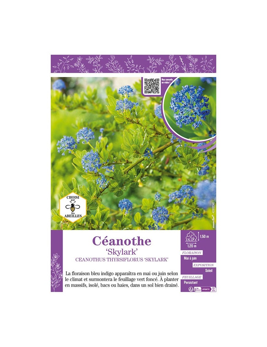 CEANOTHUS THYRSIFLORUS SKYLARK voir CÉANOTHE