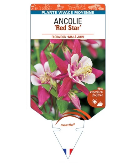 ANCOLIE Red Star