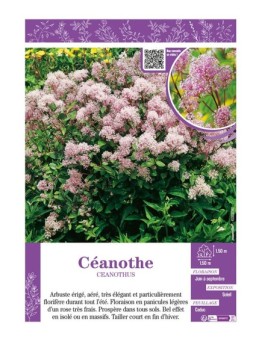 CEANOTHUS voir CÉANOTHE (rose)