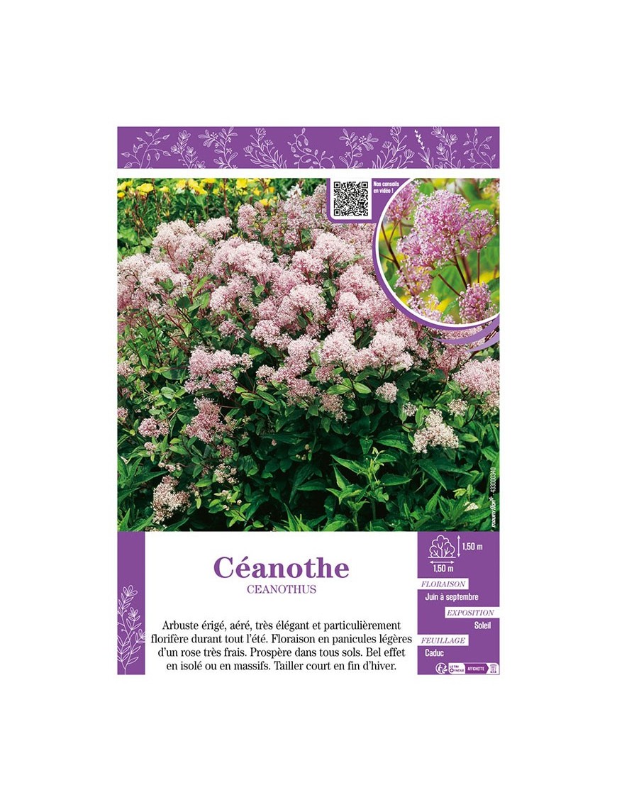 CEANOTHUS voir CÉANOTHE (rose)