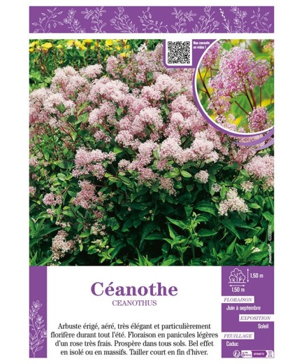 CEANOTHUS voir CÉANOTHE (rose)