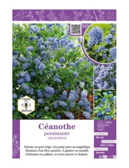 CEANOTHUS voir CÉANOTHE PERSISTANTE (bleu)
