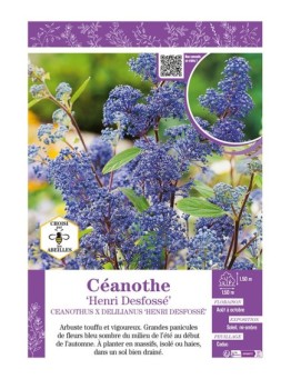 CEANOTHUS X DELILIANUS HENRI DESFOSSÉ voir CÉANOTHE