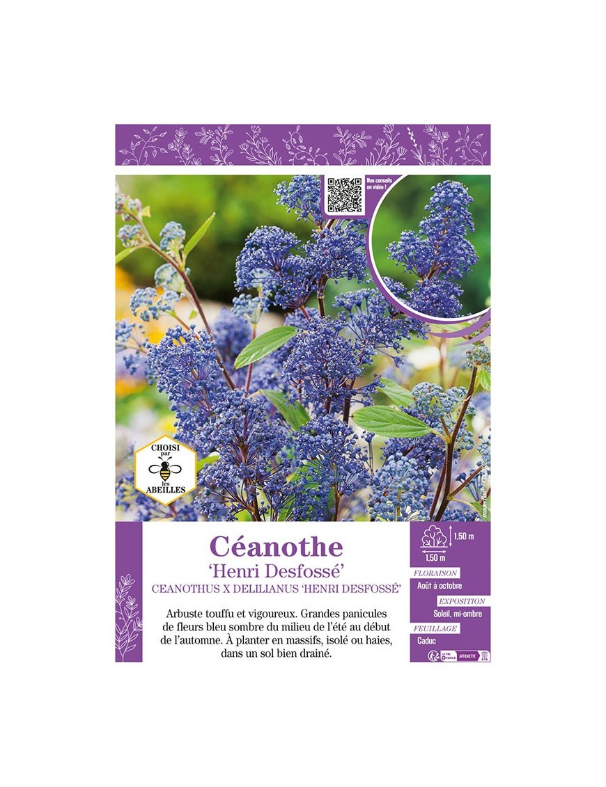CEANOTHUS X DELILIANUS HENRI DESFOSSÉ voir CÉANOTHE