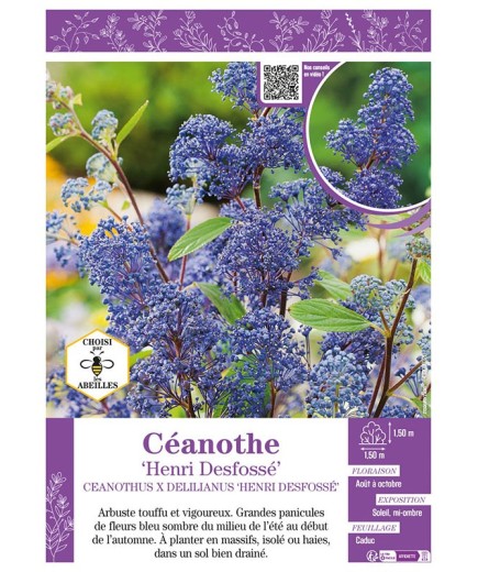 CEANOTHUS X DELILIANUS HENRI DESFOSSÉ voir CÉANOTHE