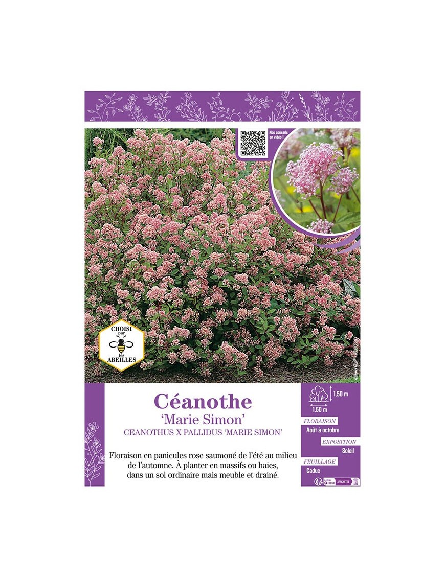 CEANOTHUS X PALLIDUS MARIE SIMON voir CÉANOTHE