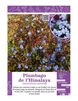 CERATOSTIGMA GRIFFITHII voir PLUMBAGO DE L'HIMALAYA
