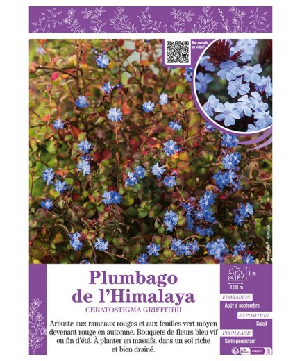 CERATOSTIGMA GRIFFITHII voir PLUMBAGO DE L'HIMALAYA