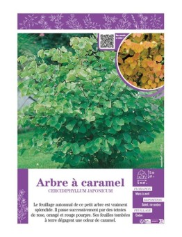 CERCIDIPHYLLUM JAPONICUM voir ARBRE À CARAMEL