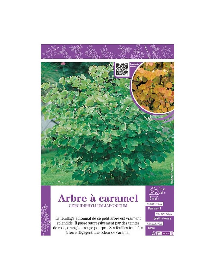 CERCIDIPHYLLUM JAPONICUM voir ARBRE À CARAMEL