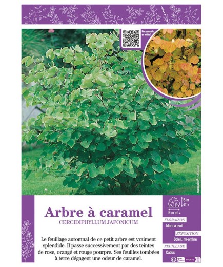 CERCIDIPHYLLUM JAPONICUM voir ARBRE À CARAMEL