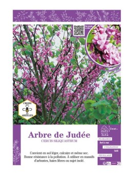 CERCIS SILIQUASTRUM voir ARBRE DE JUDÉE