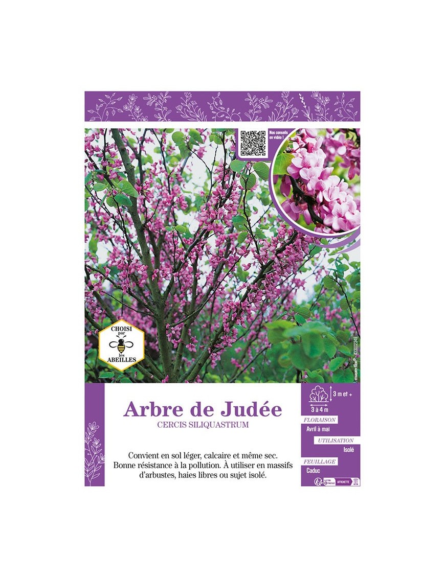 CERCIS SILIQUASTRUM voir ARBRE DE JUDÉE
