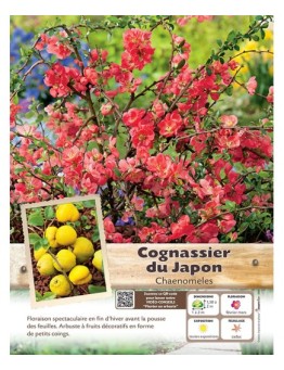 CHAENOMELES JAPONICA voir COGNASSIER DU JAPON (rose)