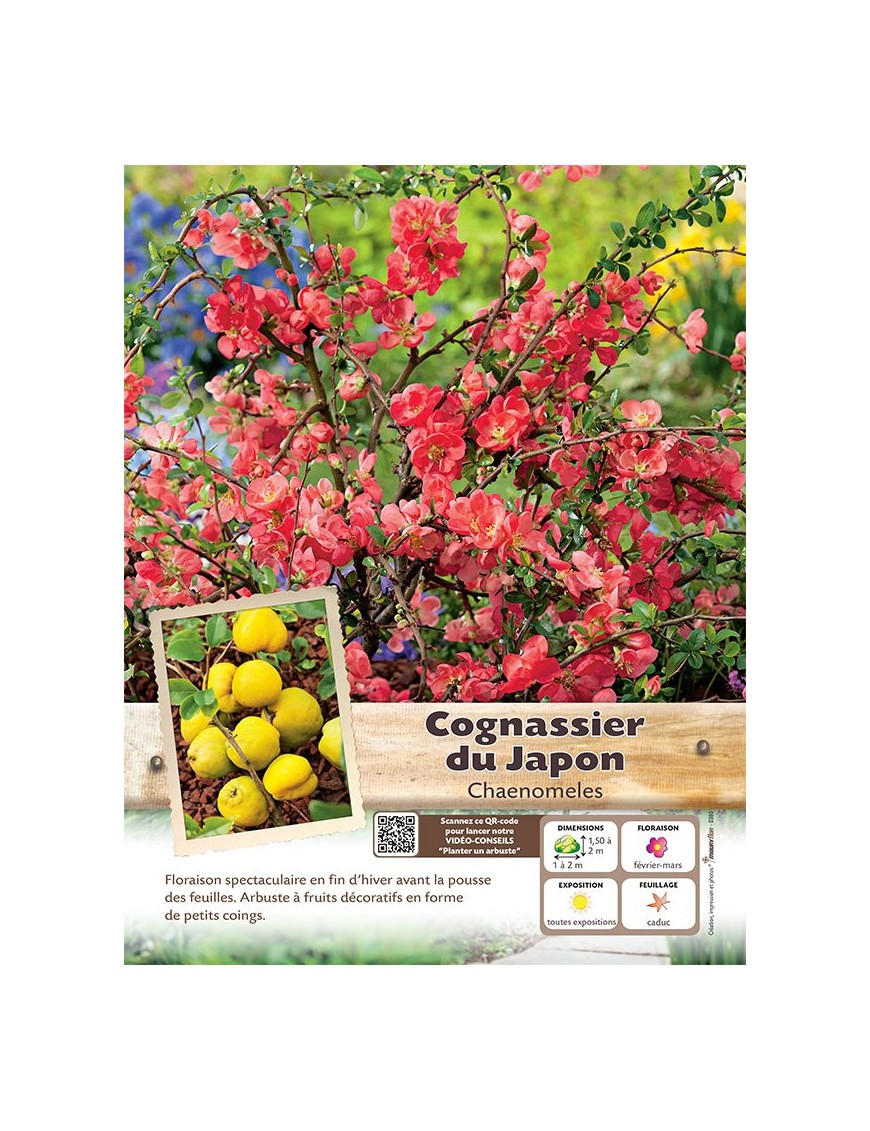 CHAENOMELES JAPONICA voir COGNASSIER DU JAPON (rose)