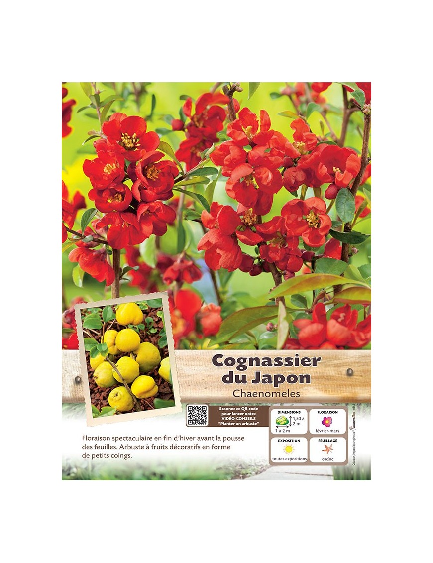 CHAENOMELES JAPONICA voir COGNASSIER DU JAPON (rouge)