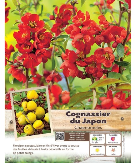 CHAENOMELES JAPONICA voir COGNASSIER DU JAPON (rouge)