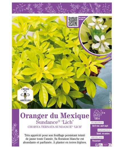 CHOISYA TERNATA SUNDANCE® LICH voir ORANGER DU MEXIQUE