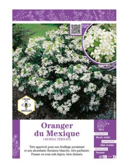 CHOISYA TERNATA voir ORANGER DU MEXIQUE