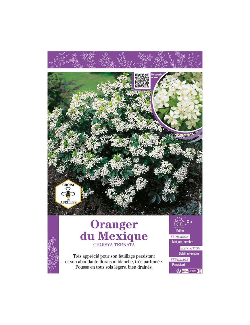CHOISYA TERNATA voir ORANGER DU MEXIQUE