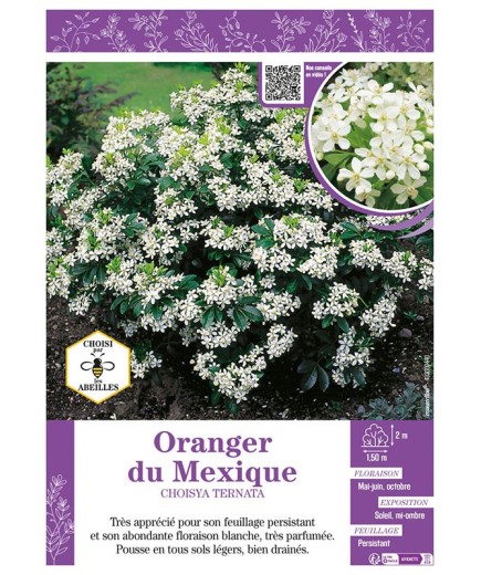 CHOISYA TERNATA voir ORANGER DU MEXIQUE