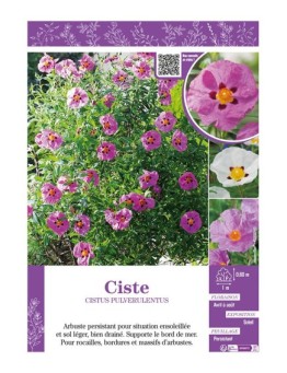 CISTUS PULVERULENTUS voir CISTE