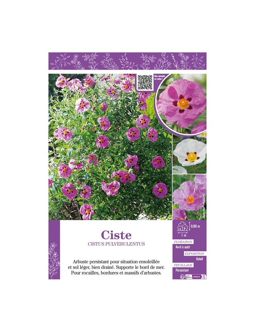 CISTUS PULVERULENTUS voir CISTE