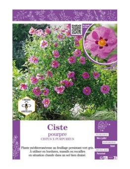 CISTUS X PURPUREUS voir CISTE POURPRE
