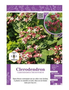 CLERODENDRON TRICHOTOMUM
