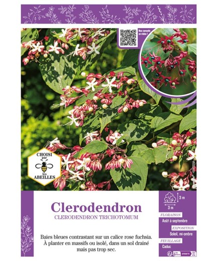 CLERODENDRON TRICHOTOMUM