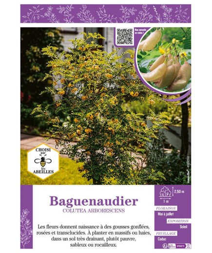 COLUTEA ARBORESCENS voi BAGUENAUDIER