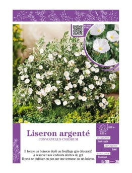 CONVOLVULUS CNEORUM voir LISERON ARGENTÉ