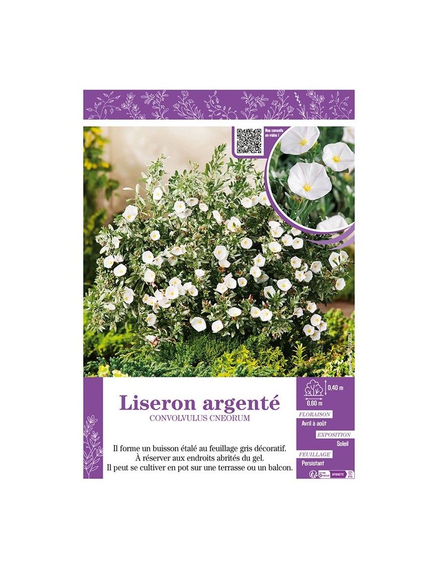 CONVOLVULUS CNEORUM voir LISERON ARGENTÉ
