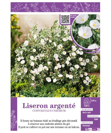 CONVOLVULUS CNEORUM voir LISERON ARGENTÉ