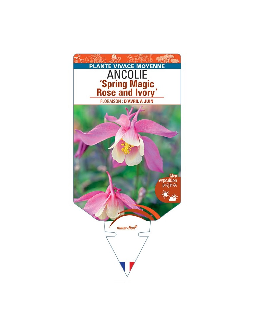 ANCOLIE Spring Magic Rose and Ivory