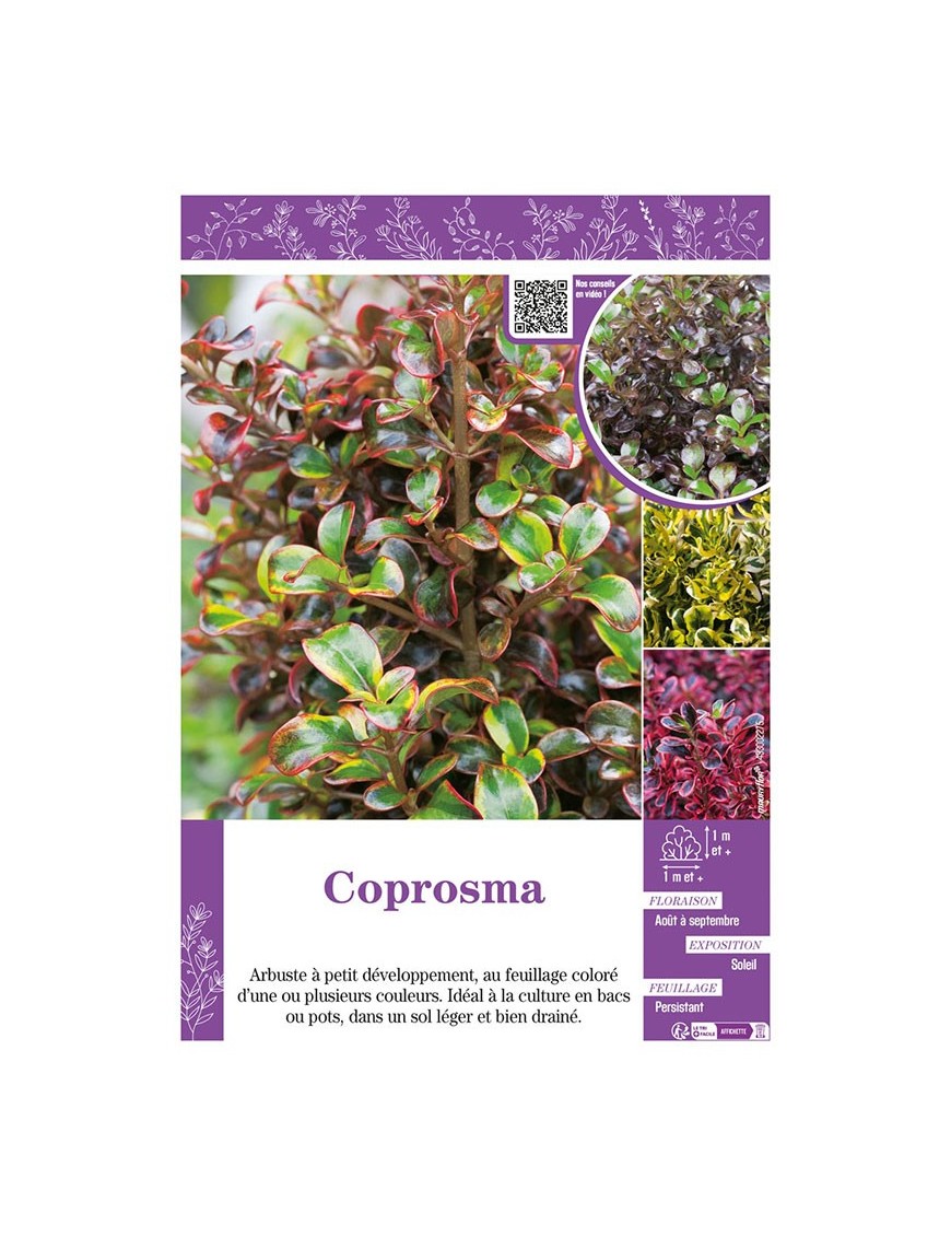 COPROSMA (varié)