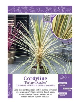 CORDYLINE AUSTRALIS TORBAY DAZZLER