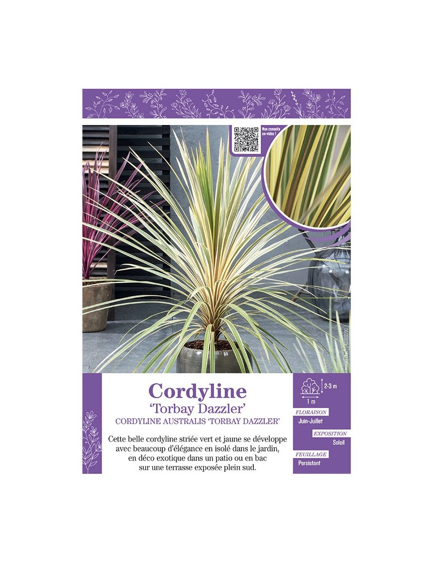 CORDYLINE AUSTRALIS TORBAY DAZZLER