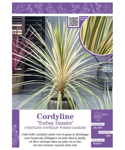 CORDYLINE AUSTRALIS TORBAY DAZZLER