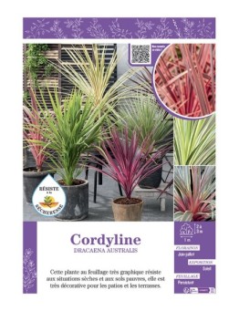 CORDYLINE DRACAENA AUSTRALIS