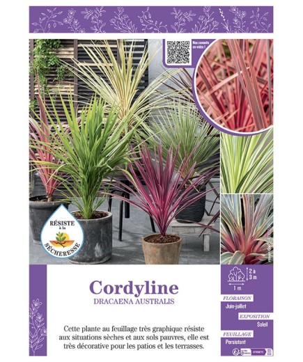 CORDYLINE DRACAENA AUSTRALIS