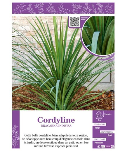 CORDYLINE DRACAENA INDIVISA