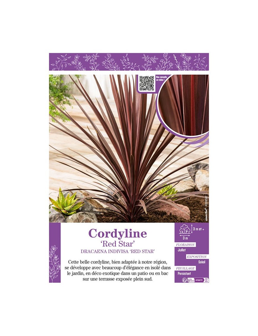 CORDYLINE INDIVISA ‘RED STAR’