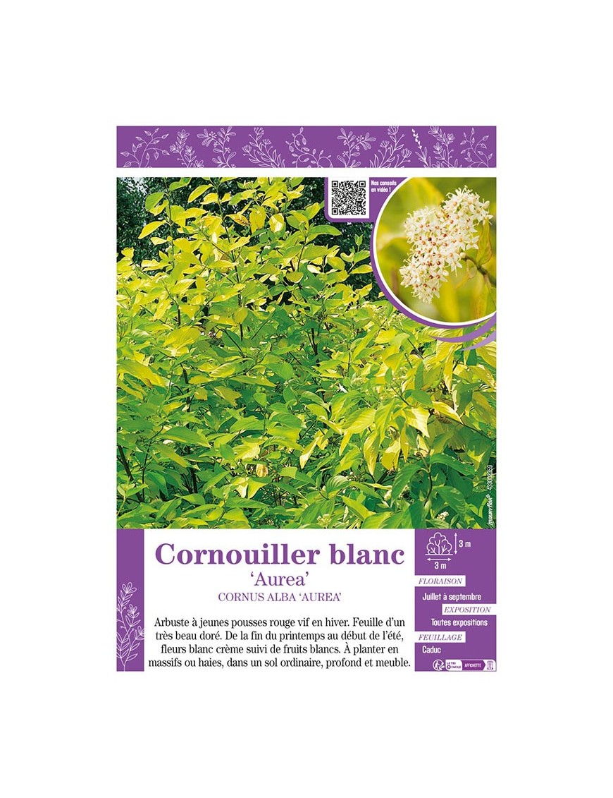 CORNUS ALBA AUREA voir CORNOUILLER BLANC