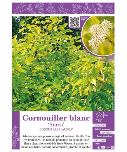 CORNUS ALBA AUREA voir CORNOUILLER BLANC