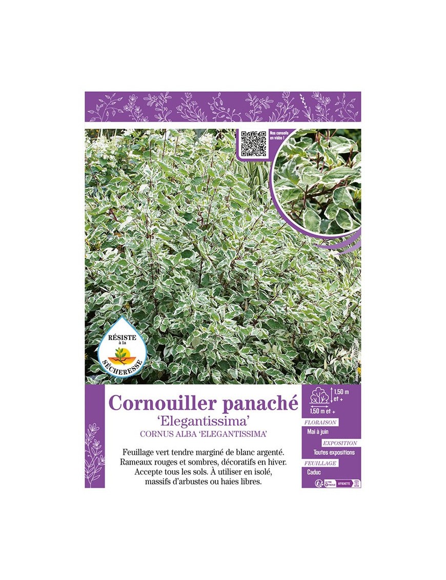 CORNUS ALBA ELEGANTISSIMA voir CORNOUILLER PANACHÉ
